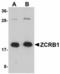 Zinc Finger CCHC-Type And RNA Binding Motif Containing 1 antibody, orb94287, Biorbyt, Western Blot image 