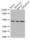 Bone Morphogenetic Protein 4 antibody, A55459-100, Epigentek, Western Blot image 