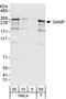 80 kDa MCM3-associated protein antibody, A303-128A, Bethyl Labs, Western Blot image 