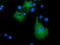 Myotubularin Related Protein 14 antibody, TA501738, Origene, Immunofluorescence image 