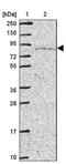 Ribonucleoprotein, PTB Binding 1 antibody, PA5-61977, Invitrogen Antibodies, Western Blot image 