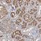 Dynactin Subunit 6 antibody, HPA024049, Atlas Antibodies, Immunohistochemistry frozen image 