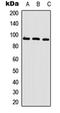 Cancer Antigen 1 antibody, orb315758, Biorbyt, Western Blot image 
