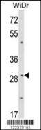 ZFP36 Ring Finger Protein antibody, 63-717, ProSci, Western Blot image 