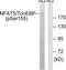 Nuclear factor of activated T-cells 5 antibody, TA315097, Origene, Western Blot image 