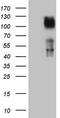 TNF Receptor Superfamily Member 14 antibody, TA808093S, Origene, Western Blot image 
