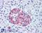 Protein Wnt-10a antibody, LS-A9077, Lifespan Biosciences, Immunohistochemistry paraffin image 