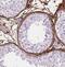 RanBP9 antibody, FNab07105, FineTest, Immunohistochemistry frozen image 