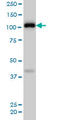 EK8 antibody, LS-C197143, Lifespan Biosciences, Western Blot image 