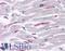 SLAIN Motif Family Member 1 antibody, LS-B4721, Lifespan Biosciences, Immunohistochemistry frozen image 