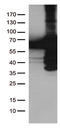 Polo Like Kinase 1 antibody, CF500401, Origene, Western Blot image 