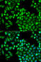 4-Aminobutyrate Aminotransferase antibody, 19-570, ProSci, Immunofluorescence image 