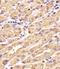 Bone Morphogenetic Protein 4 antibody, orb135131, Biorbyt, Immunohistochemistry paraffin image 