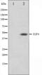 E2F Transcription Factor 4 antibody, orb224455, Biorbyt, Western Blot image 