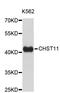Carbohydrate Sulfotransferase 11 antibody, abx003541, Abbexa, Western Blot image 