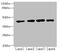 Queuine TRNA-Ribosyltransferase Catalytic Subunit 1 antibody, CSB-PA887150LA01HU, Cusabio, Western Blot image 