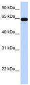 Kelch Like Family Member 36 antibody, TA337251, Origene, Western Blot image 