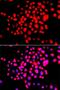 Serine/threonine-protein kinase 19 antibody, PA5-76226, Invitrogen Antibodies, Immunofluorescence image 