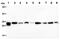 Peroxiredoxin 3 antibody, GTX57660, GeneTex, Western Blot image 