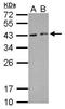 HEXIM P-TEFb Complex Subunit 2 antibody, GTX121524, GeneTex, Western Blot image 