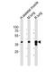 LIM And Cysteine Rich Domains 1 antibody, A08888, Boster Biological Technology, Western Blot image 