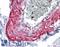 Myocilin antibody, LS-B4382, Lifespan Biosciences, Immunohistochemistry frozen image 