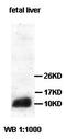 Succinate Dehydrogenase Complex Assembly Factor 3 antibody, orb77490, Biorbyt, Western Blot image 
