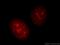 DNA topoisomerase 2-alpha antibody, 20233-1-AP, Proteintech Group, Immunofluorescence image 