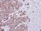 FHL-2 antibody, NBP1-33602, Novus Biologicals, Immunohistochemistry frozen image 