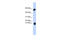 MIC10 antibody, ARP44801_P050, Aviva Systems Biology, Western Blot image 