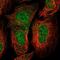 Chromosome 2 Open Reading Frame 42 antibody, NBP1-83644, Novus Biologicals, Immunofluorescence image 