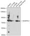 ADAMTS Like 1 antibody, A09907, Boster Biological Technology, Western Blot image 