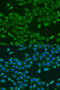 Ubiquitin-40S ribosomal protein S27a antibody, 18-452, ProSci, Immunofluorescence image 