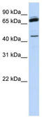 NF-kappa-B-repressing factor antibody, TA345221, Origene, Western Blot image 