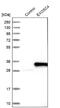 Exosome Component 4 antibody, NBP1-82170, Novus Biologicals, Western Blot image 