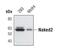 Protein naked cuticle homolog 2 antibody, MA5-14827, Invitrogen Antibodies, Western Blot image 