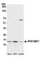 Ribosomal Protein S19 Binding Protein 1 antibody, A305-144A, Bethyl Labs, Western Blot image 