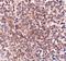 Putative overexpressed in colon carcinoma 1 protein antibody, GTX85351, GeneTex, Immunohistochemistry paraffin image 