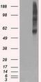 Solute Carrier Family 18 Member A2 antibody, MA5-24930, Invitrogen Antibodies, Western Blot image 