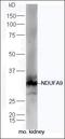 NADH:Ubiquinone Oxidoreductase Subunit A9 antibody, orb2265, Biorbyt, Western Blot image 