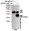 Protein Kinase AMP-Activated Non-Catalytic Subunit Beta 1 antibody, GTX66847, GeneTex, Immunoprecipitation image 