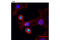 Aurora Kinase A antibody, 12100S, Cell Signaling Technology, Immunofluorescence image 