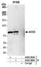 Aconitase antibody, A305-308A, Bethyl Labs, Immunoprecipitation image 