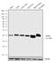 Rho-related GTP-binding protein RhoB antibody, 711274, Invitrogen Antibodies, Western Blot image 