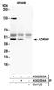 Proteasomal ubiquitin receptor ADRM1 antibody, A302-555A, Bethyl Labs, Immunoprecipitation image 