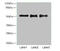 RNA Binding Motif Protein, Y-Linked, Family 1, Member A1 antibody, orb239304, Biorbyt, Western Blot image 