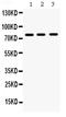 Matrix metalloproteinase-9 antibody, PB9669, Boster Biological Technology, Western Blot image 