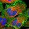 Erythrocyte Membrane Protein Band 4.1 Like 2 antibody, HPA006642, Atlas Antibodies, Immunocytochemistry image 