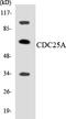 Cell Division Cycle 25A antibody, LS-C291781, Lifespan Biosciences, Western Blot image 