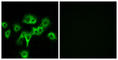 Cell adhesion molecule-related/down-regulated by oncogenes antibody, abx013940, Abbexa, Western Blot image 